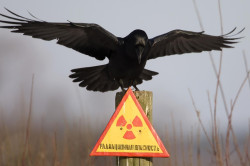 Радиационное излучение - причина рака
