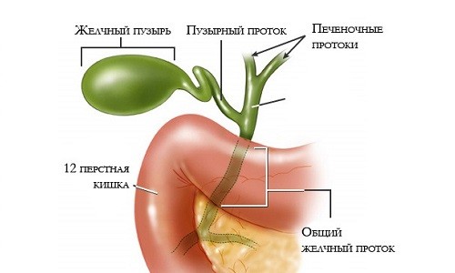 Анатомия желчевыводящих путей
