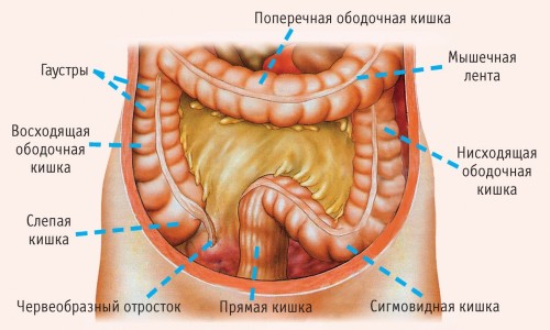 Строение кишечника человека Строение кишечника человека