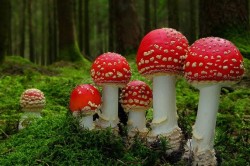 Мухомор ядовит и рак не лечит