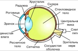 Строение глаза человека