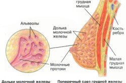Строение молочной железы