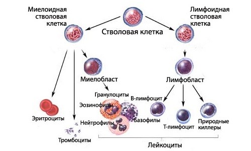 Схема образования дефектных стволовых клеток при волосатоклеточном лейкозе