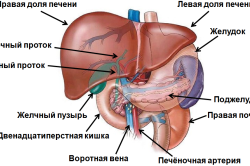 Строение печени