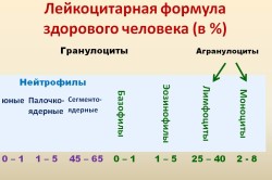 Лейкоцитарная формула здорового человека (в %)