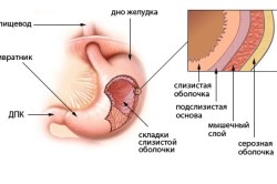 Строение желудка