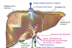 Строение печени